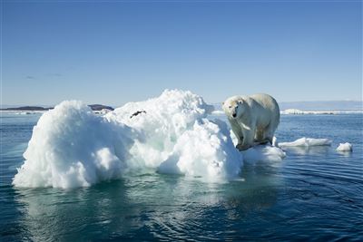 Eisbär auf einer Eisscholle